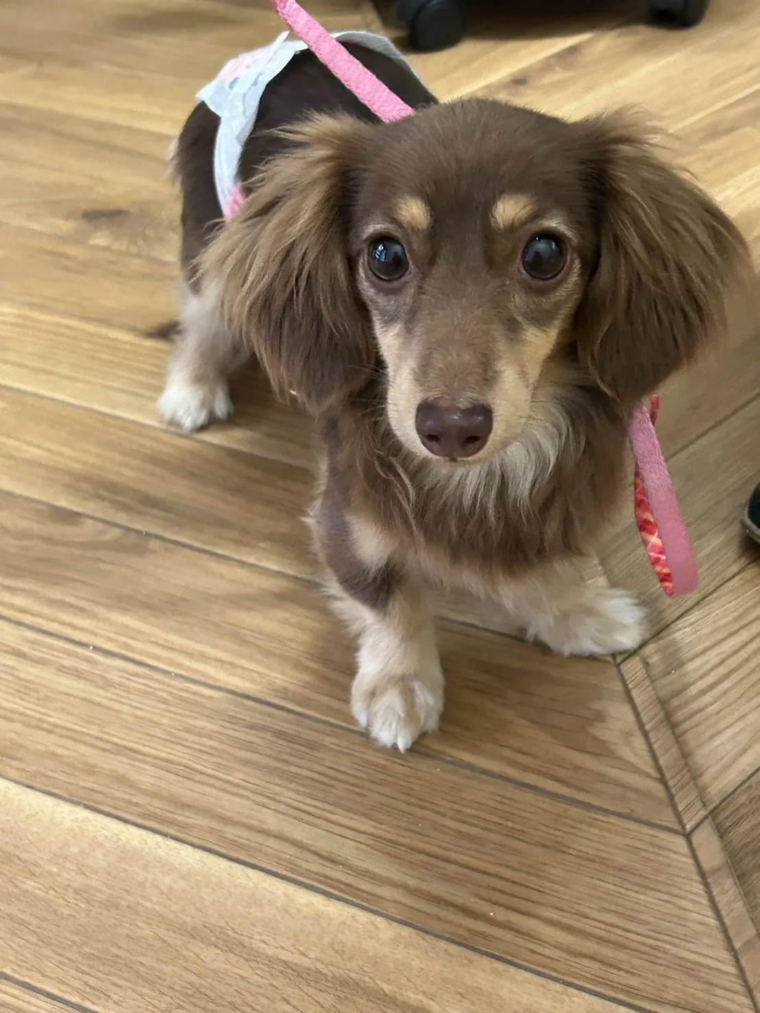 ドキドキ初来店のあとに…ぱくり♡ モカちゃん｜愛犬も無添加お...