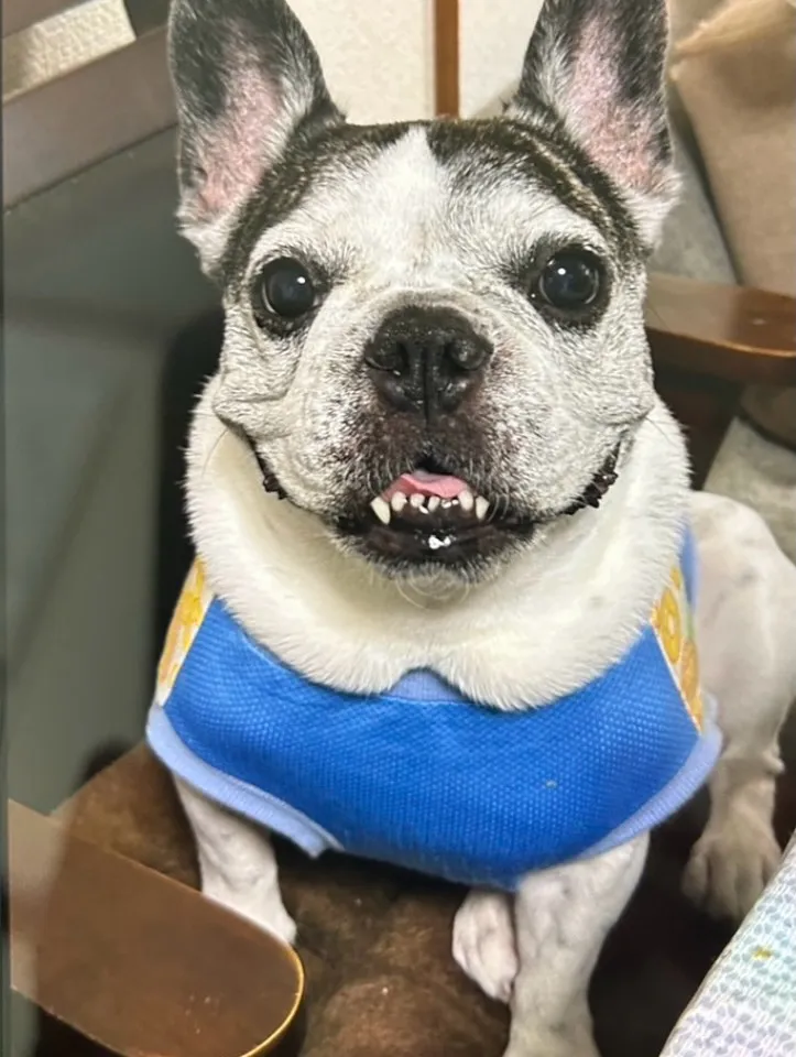 雨の日はお留守番係☔️ PULUちゃん｜愛犬も無添加おせんべ...