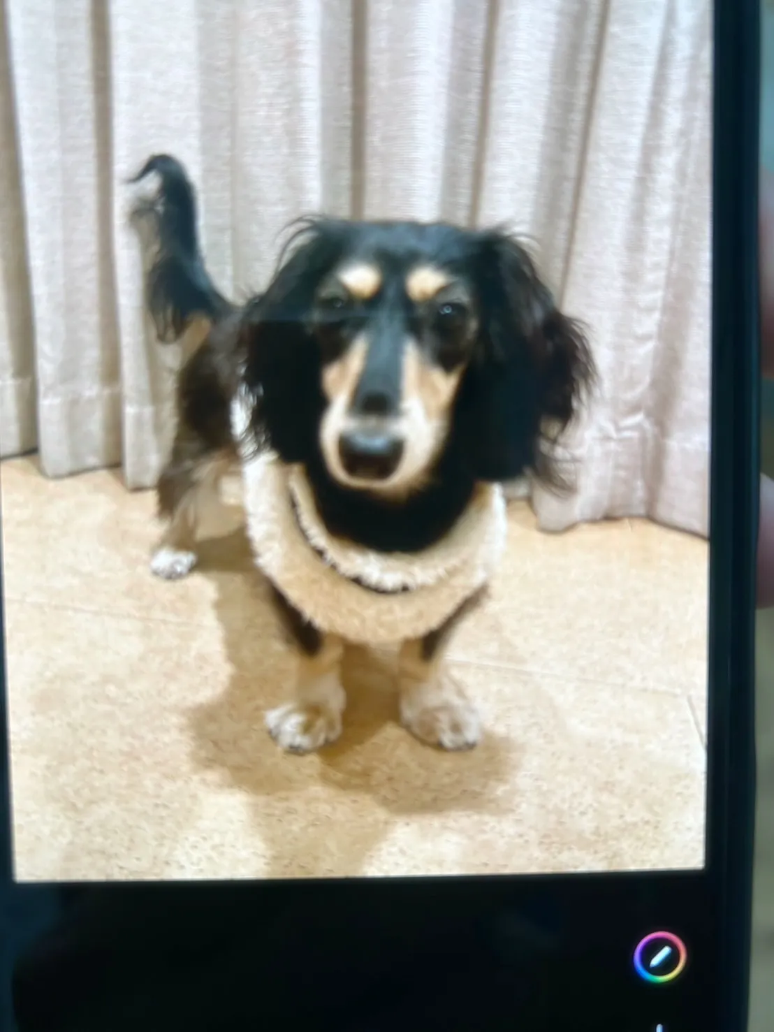 帰省のお土産は“わんこの笑顔”まで連れていく♡ BuZZくん...