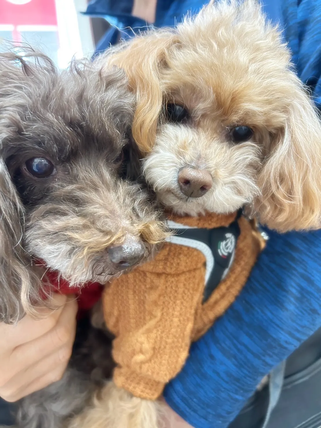 ぎゅっと寄り添う2人に癒される♡ ラッキーくん＆ななちゃん｜...