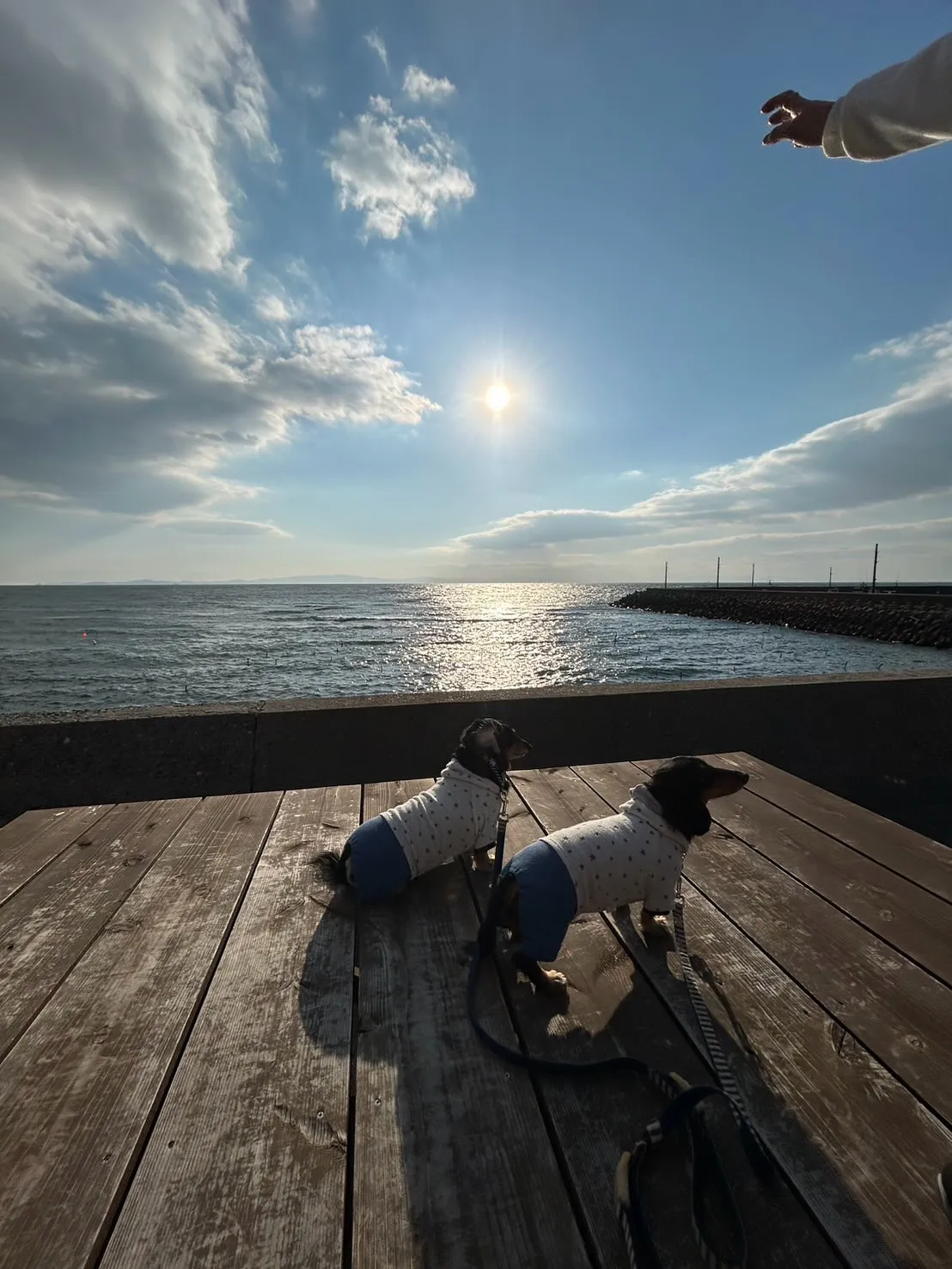 ふりりの工房の裏のわんぼうだい。