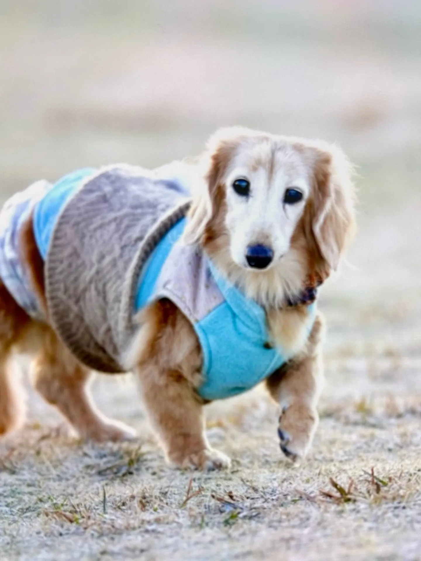 18歳のお留守番わんこもご紹介