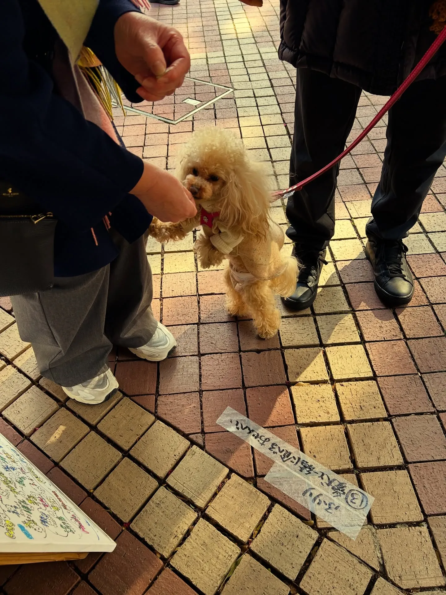 「境界線のないおせんべい」