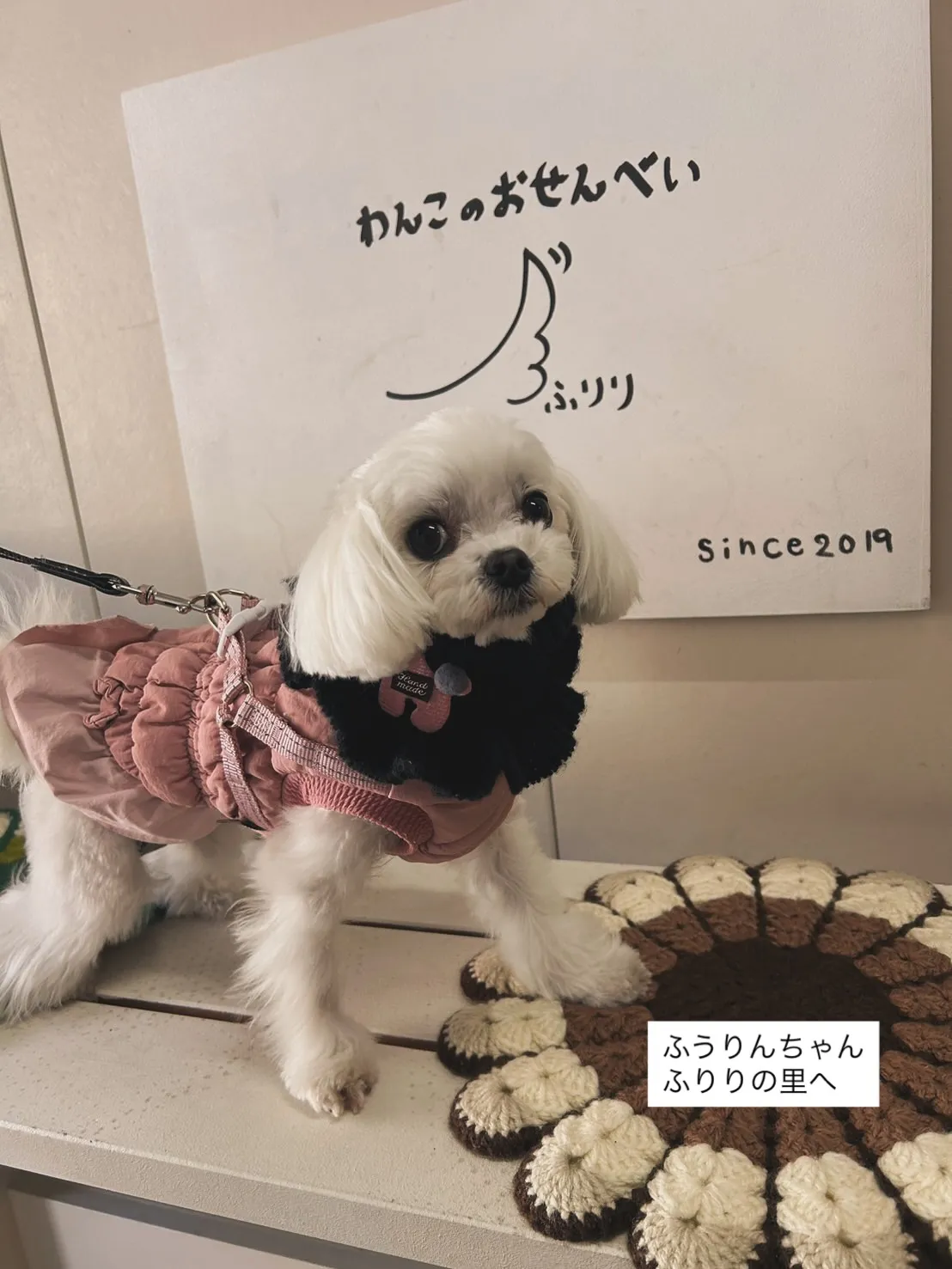 ふうりんちゃん。