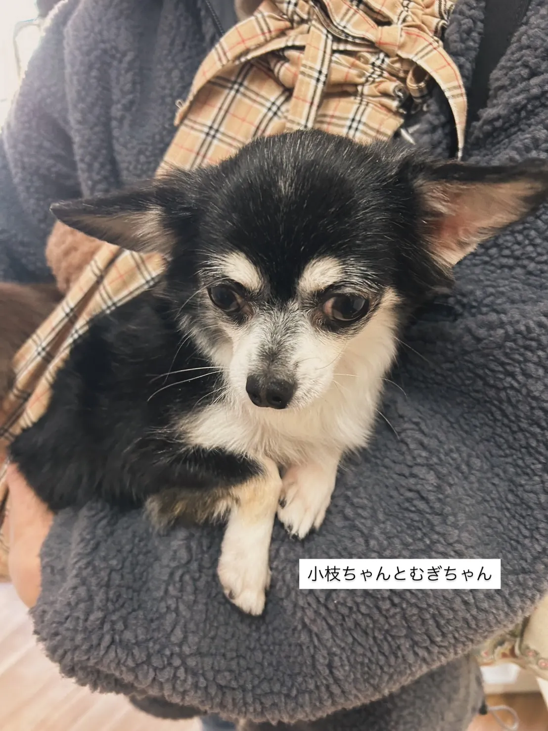 小枝ちゃんとむぎちゃん。