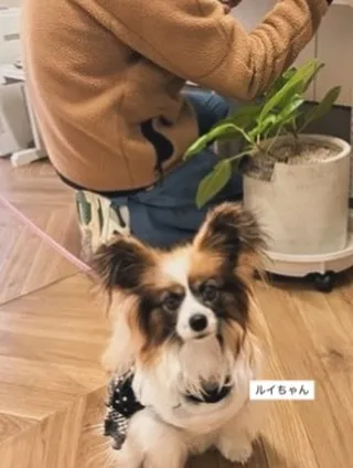 ルイちゃん　ふりりの里へ