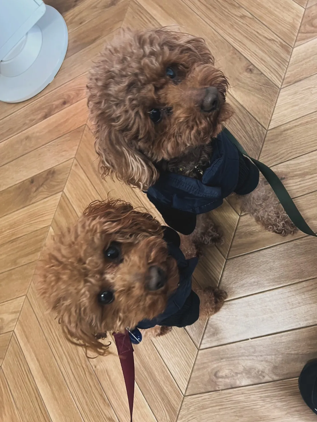 むぎくんとまめくん　ふりりの里へ