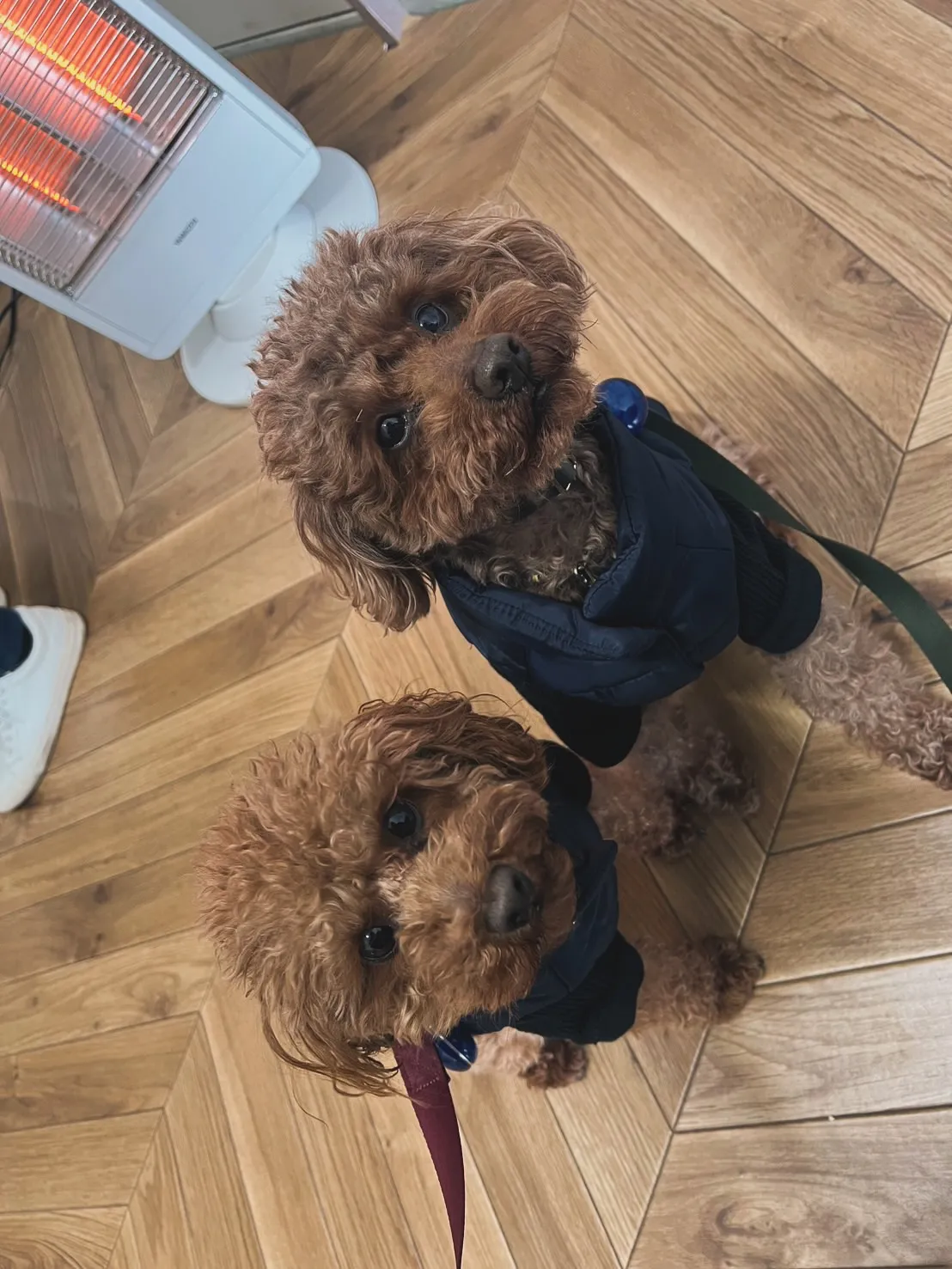 むぎくんとまめくん　ふりりの里へ