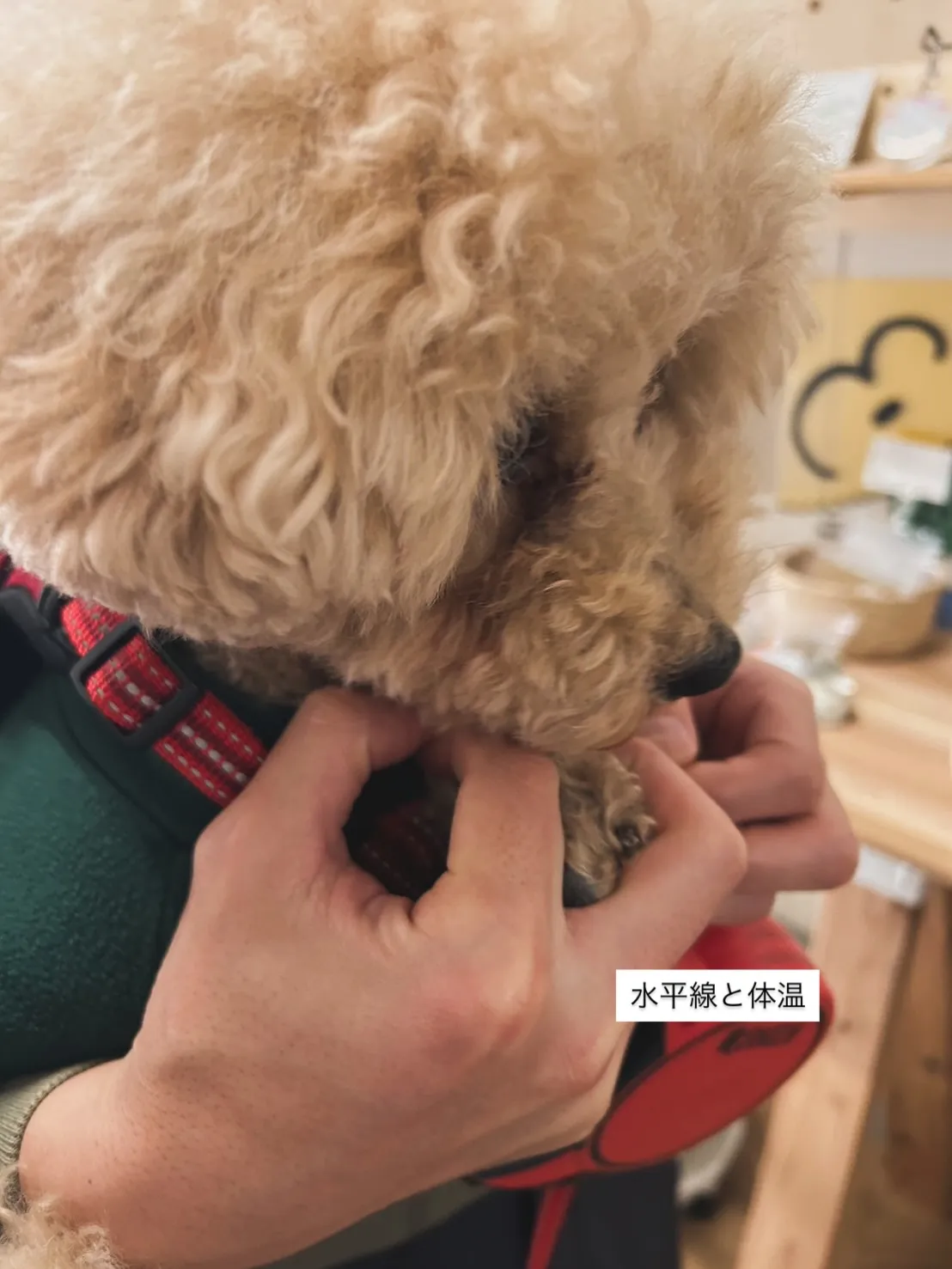 ルーク、お誕生日おめでとう。