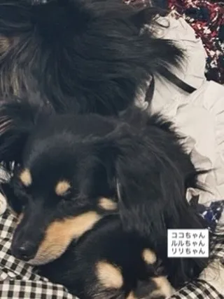 すやすやと眠る息遣い。