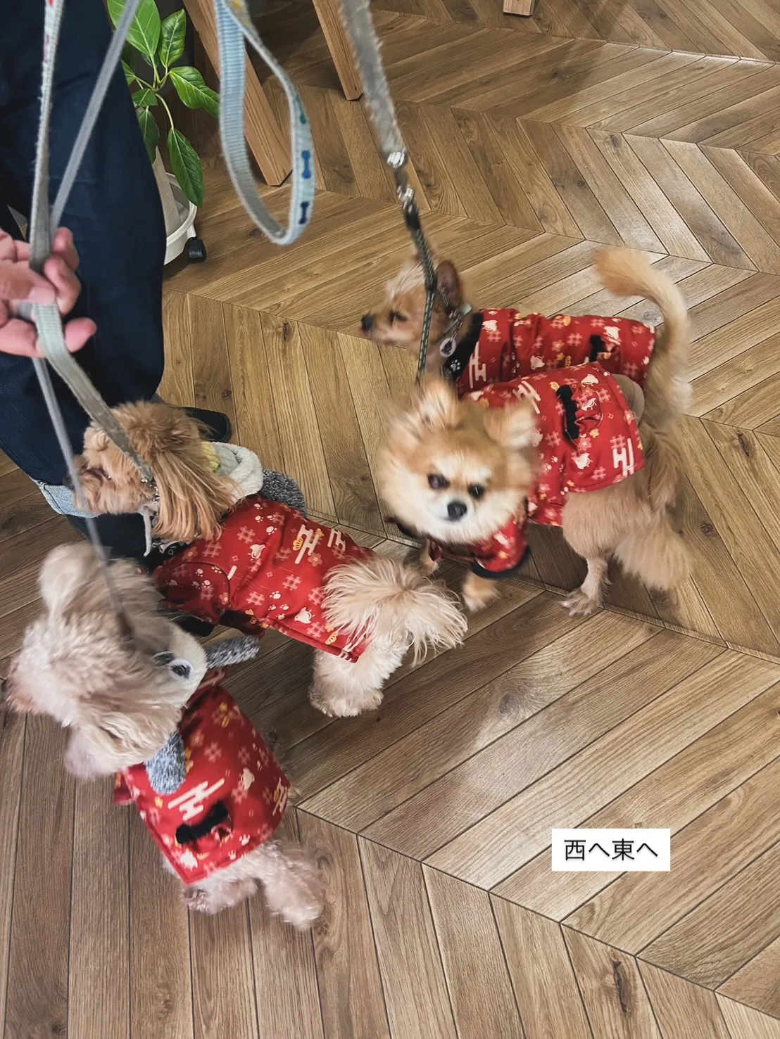 西へ遠く離れた地から、ふたたび東の海辺まで。