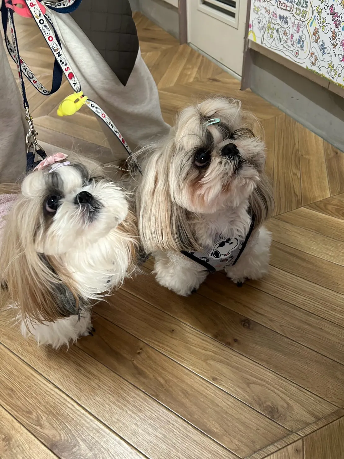 茶々丸くんと詩くん、南知多まで来てくれました。