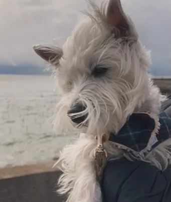 メルクルちゃん、わんぼうだいへ