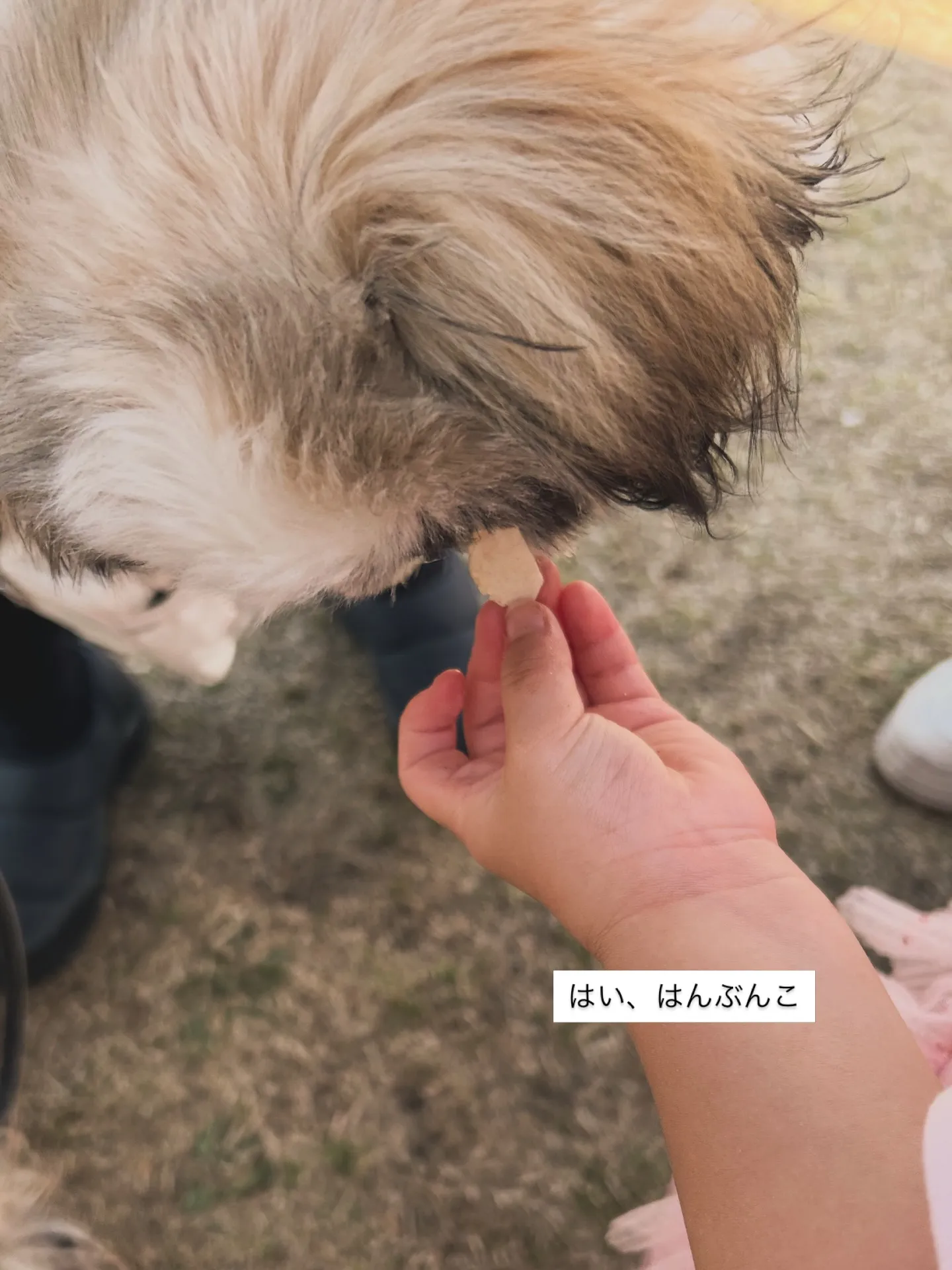 愛犬とはんぶんこするおせんべい。