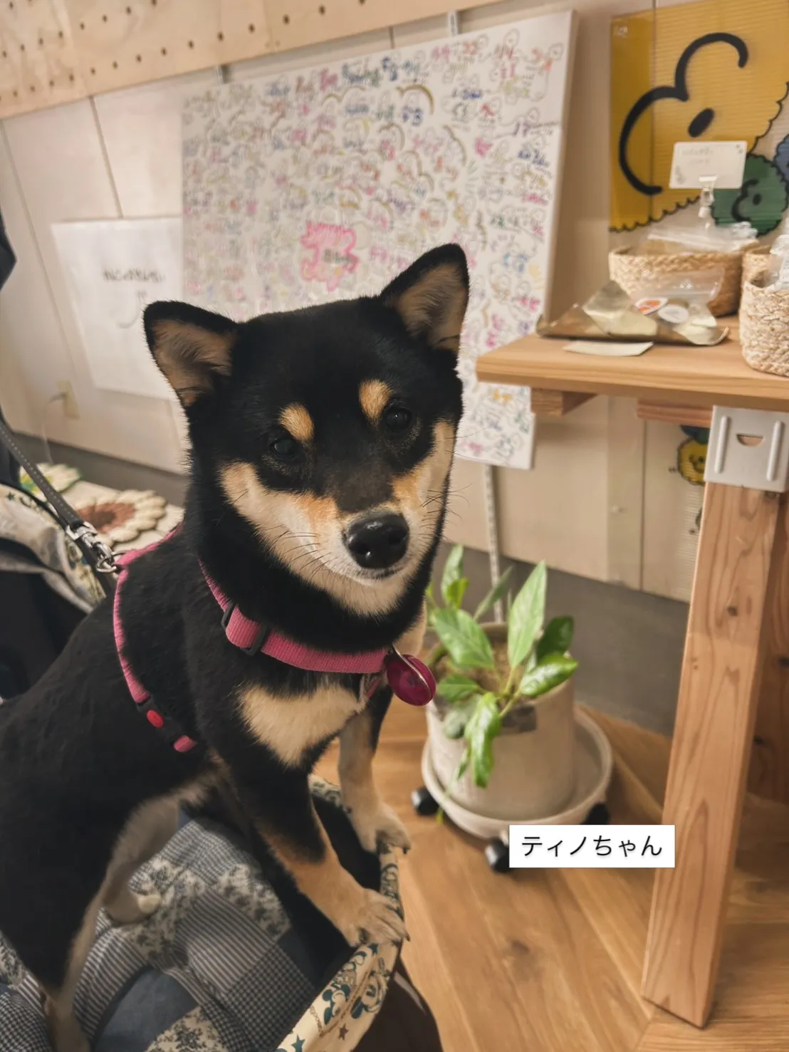 ティノちゃん、ふりりへ