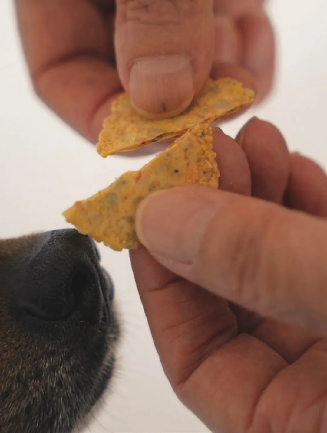 4月、ふりりの出店🐾