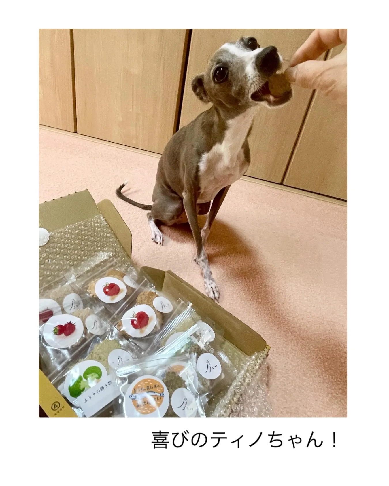 喜びのティノちゃん！嬉しいご報告。