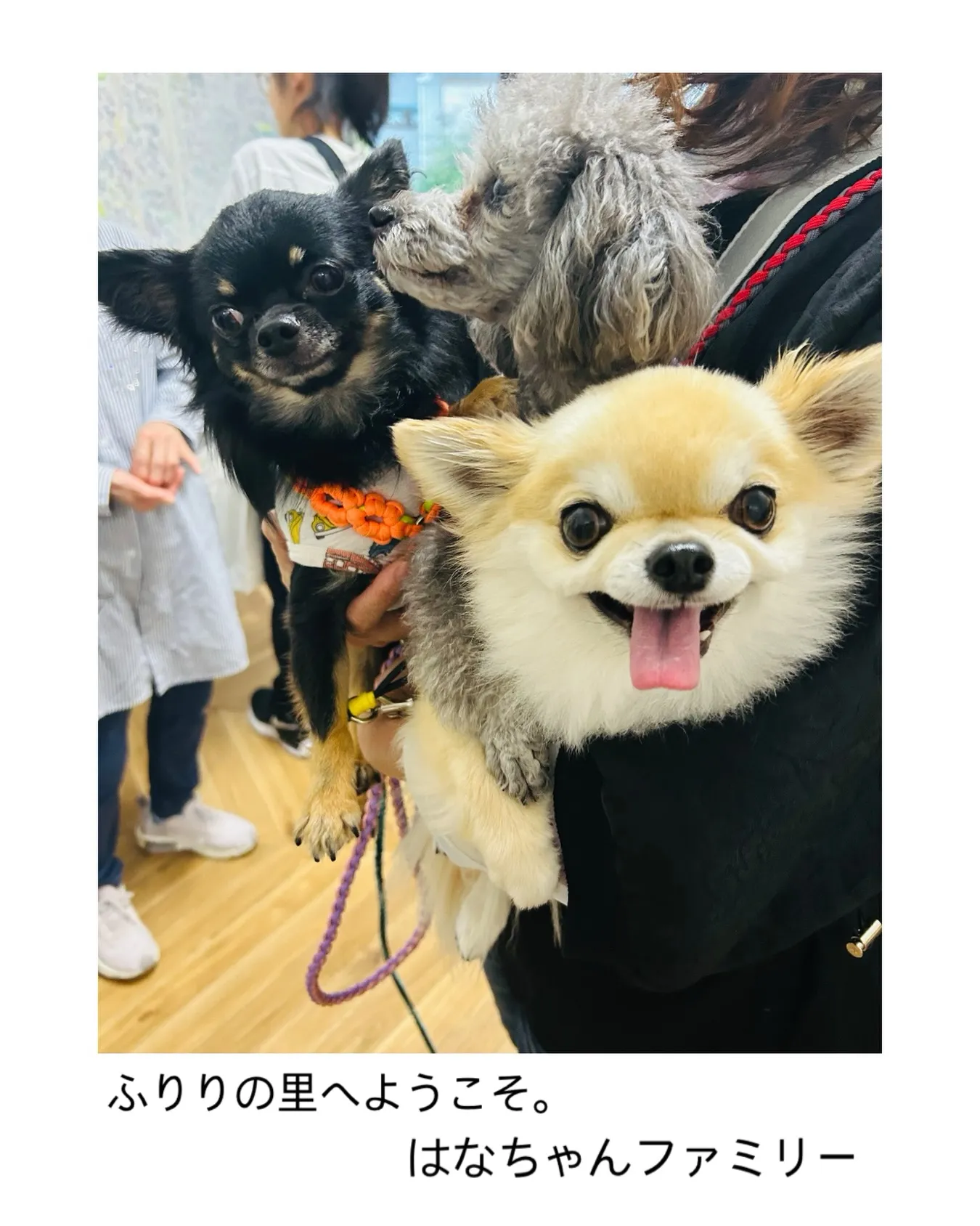 ようこそふりりの里へ。