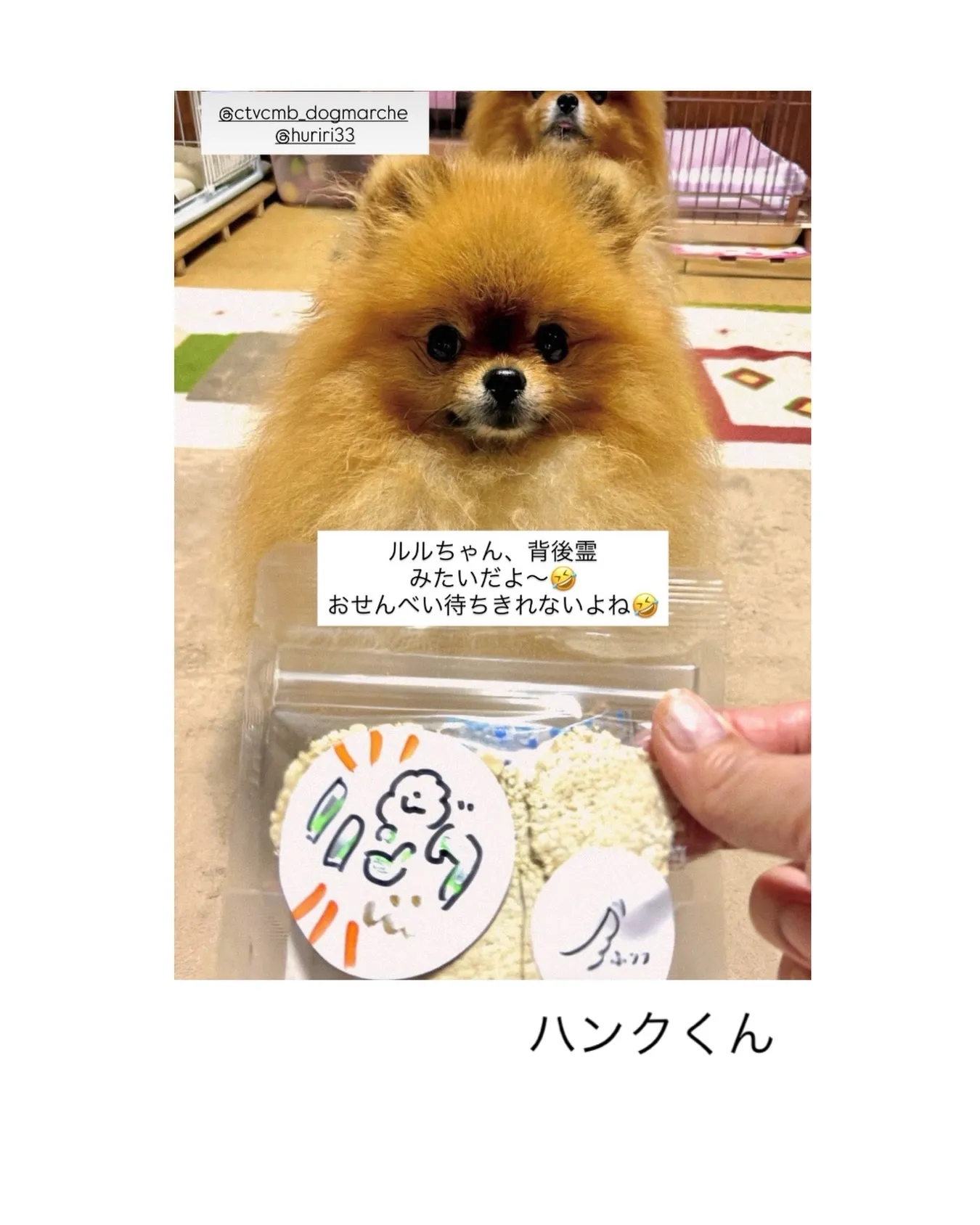 ハンクくん。