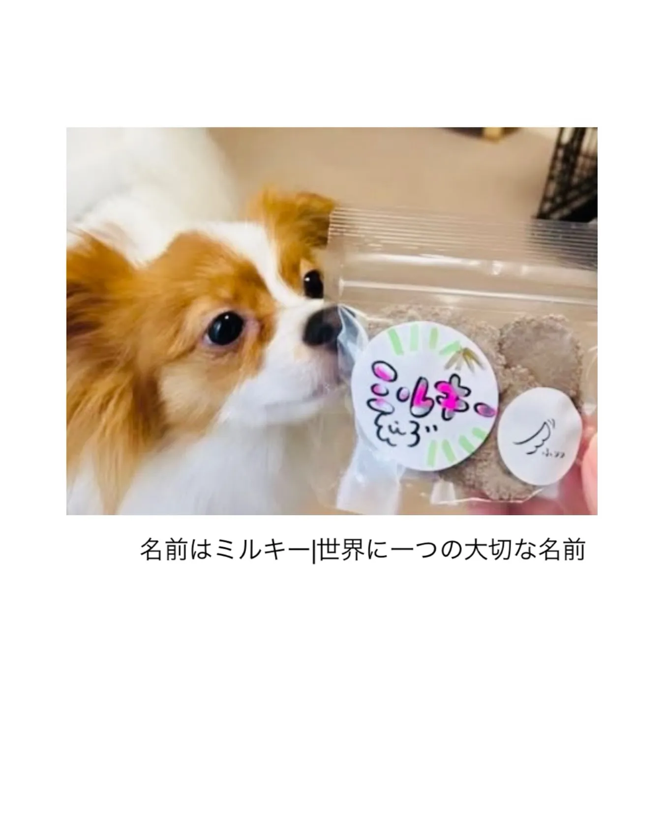 名前はミルキー。