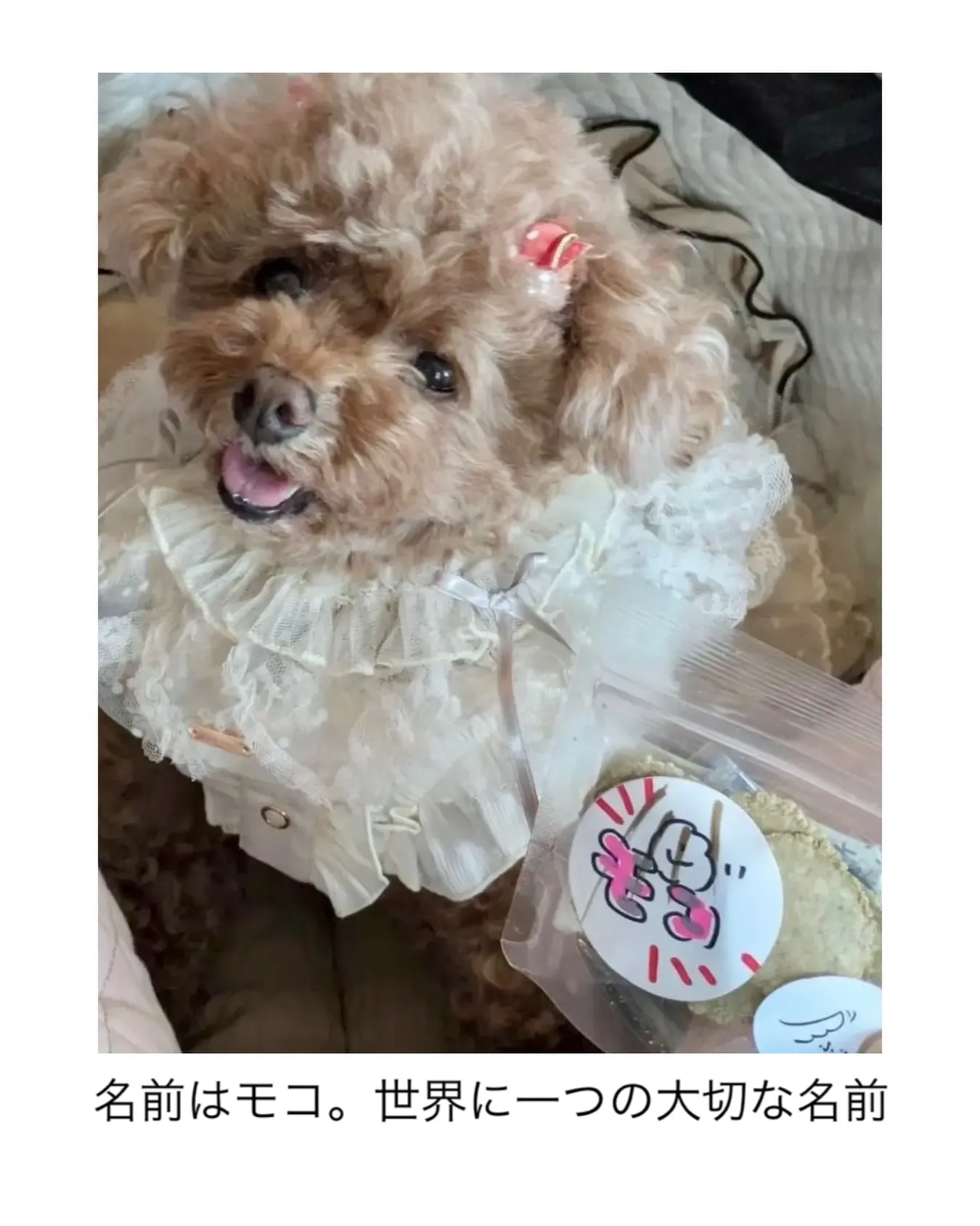 名前はモコ。