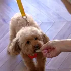 愛犬と一緒に食べる