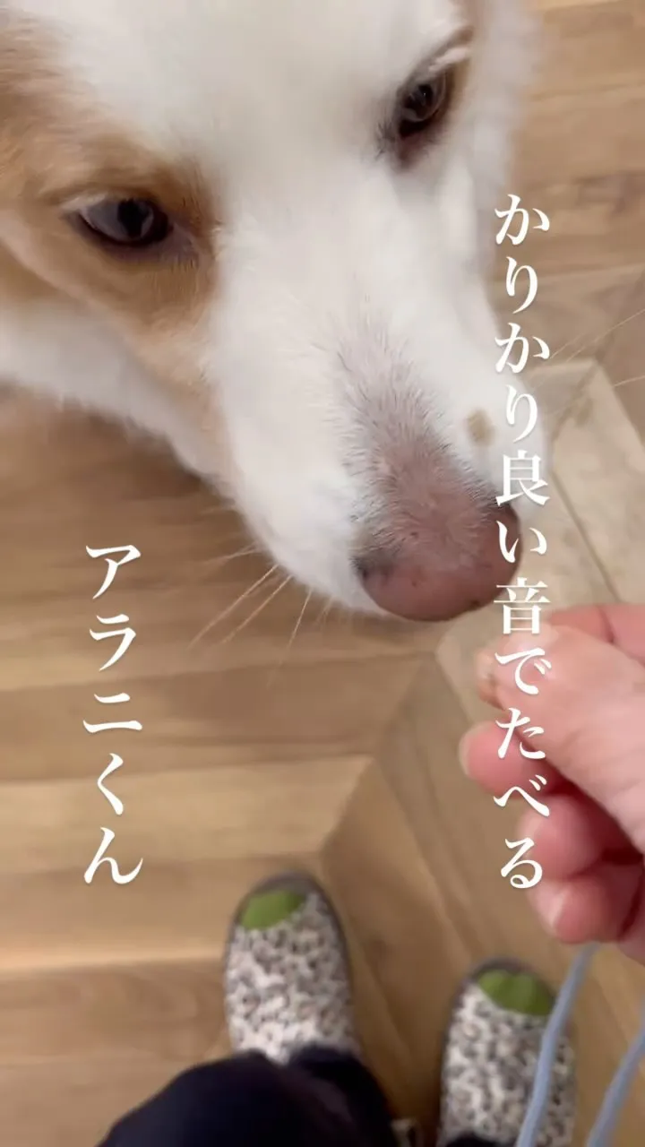 かりかり良い音で食べるアラニくん