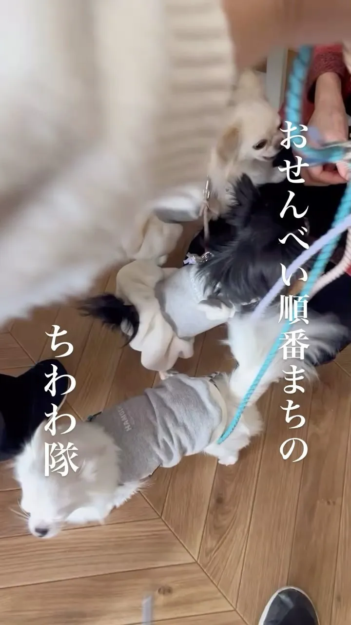 おせんべい順番待ちのチワワ隊