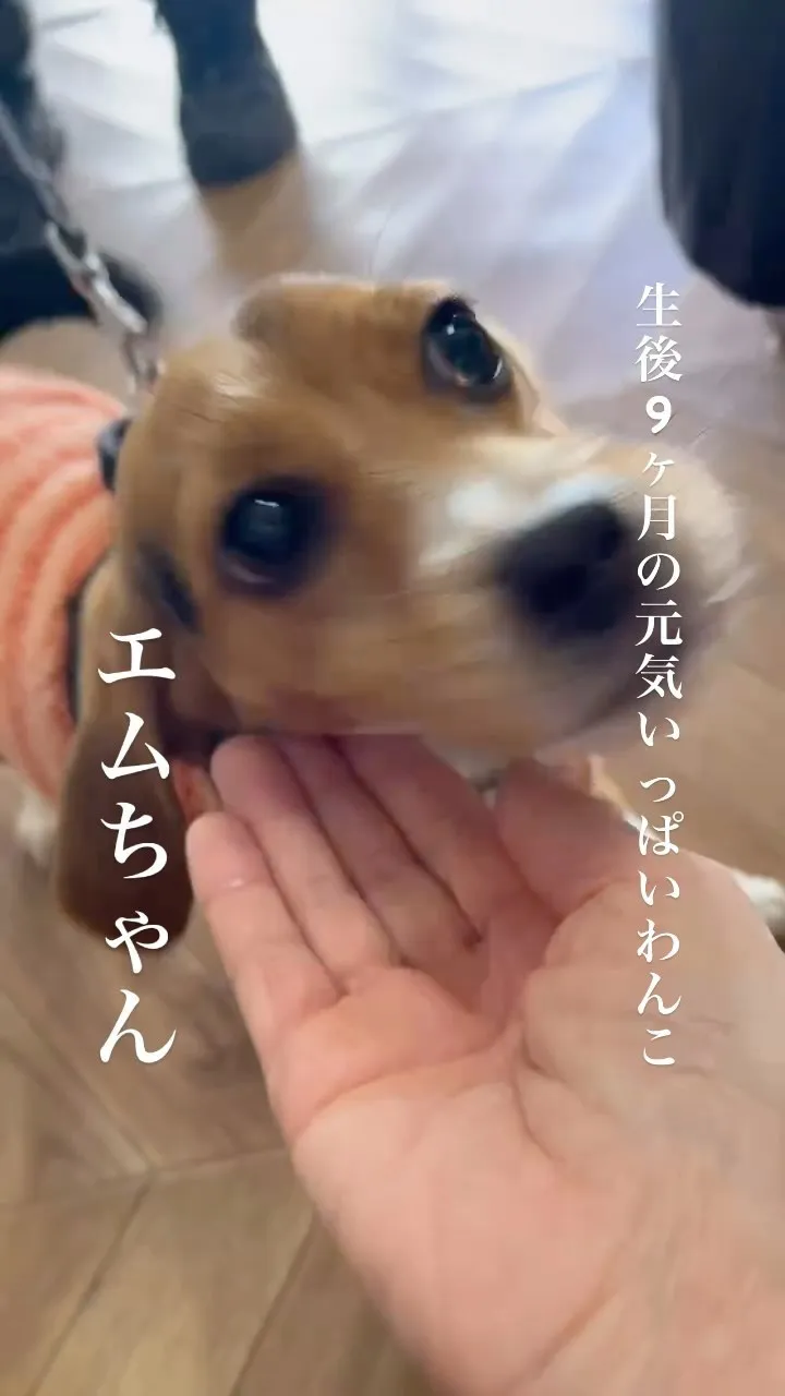 生後9ヶ月の元気いっぱいわんこエムちゃん