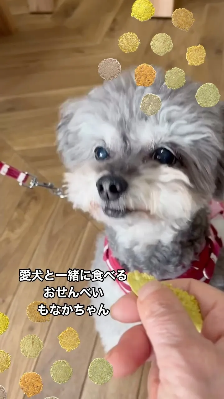 愛犬と一緒に食べるおせんべいふりり。