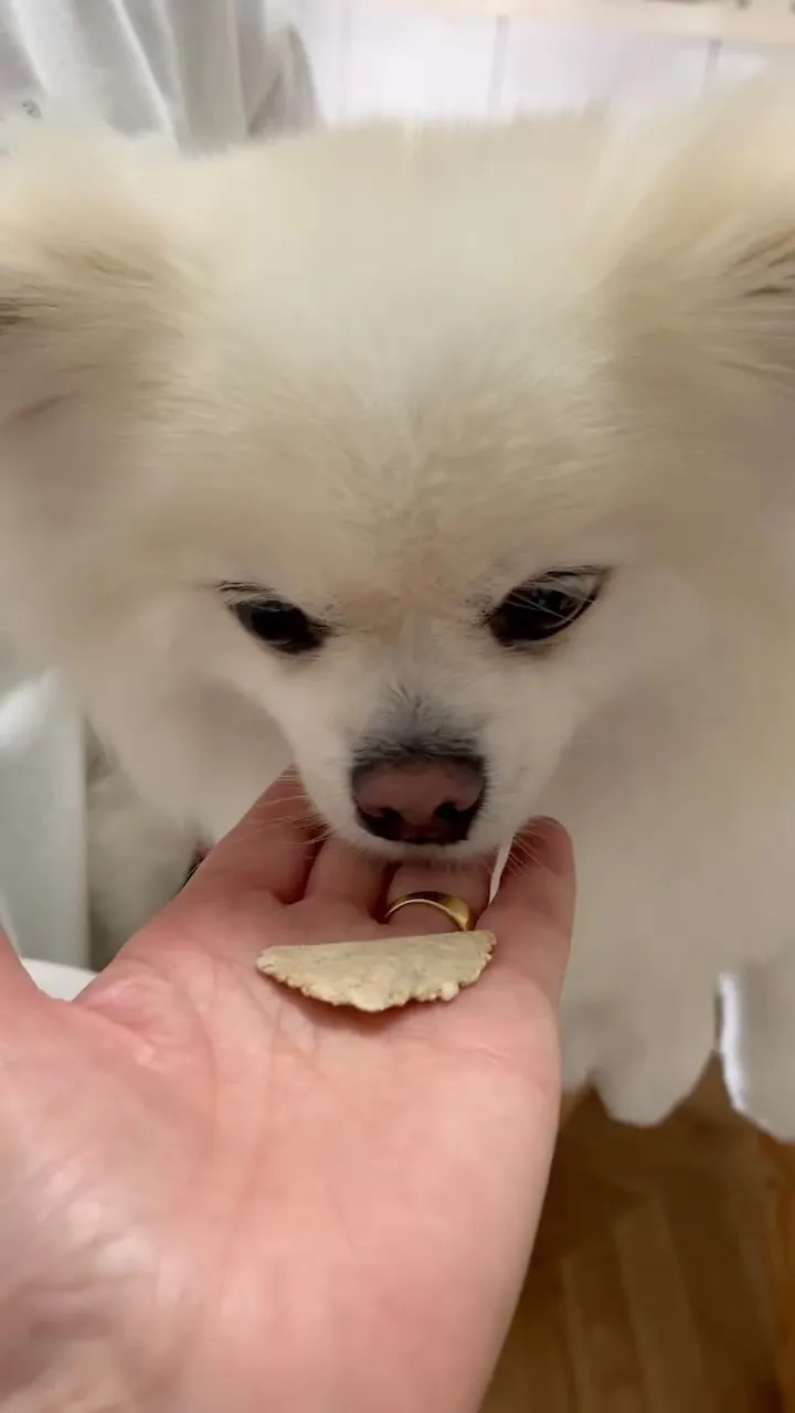 おせんべいを食べるポメチワのむぎちゃん。