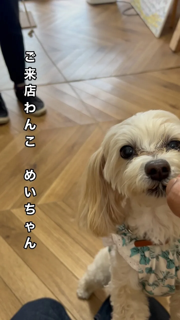 【愛犬と無添加でやさしいひととき。