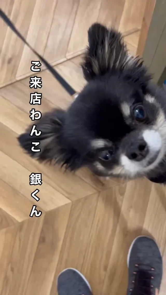 【銀くん、会いに来てくれてありがとう♪お名前アートを見にふり...