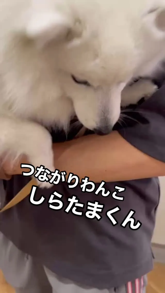 しらまたくん、初めてのふりり♪愛犬と“わけっこ”できる幸せな...