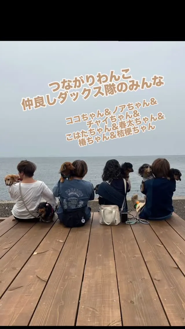仲良しダックス大集合♪つながりわんこで、ふりりがほっこり幸せ...