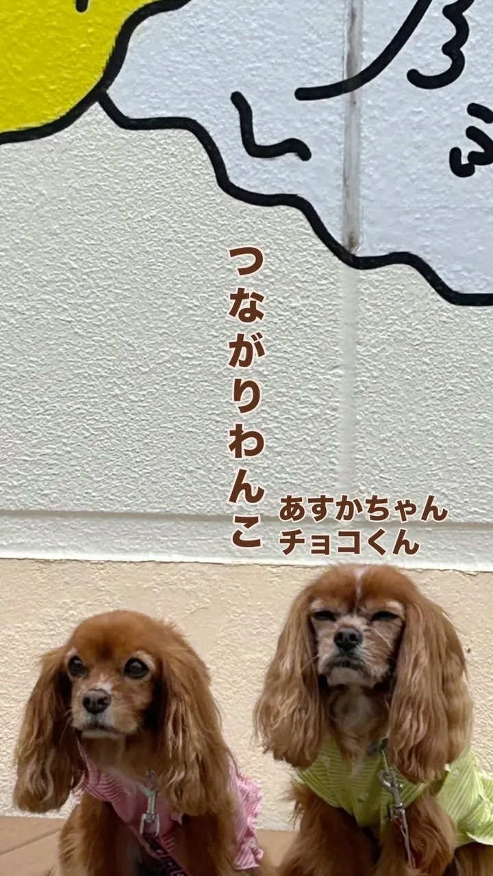 あすかちゃん＆チョコくん（キャバリア）静岡からふりりへ、念願...