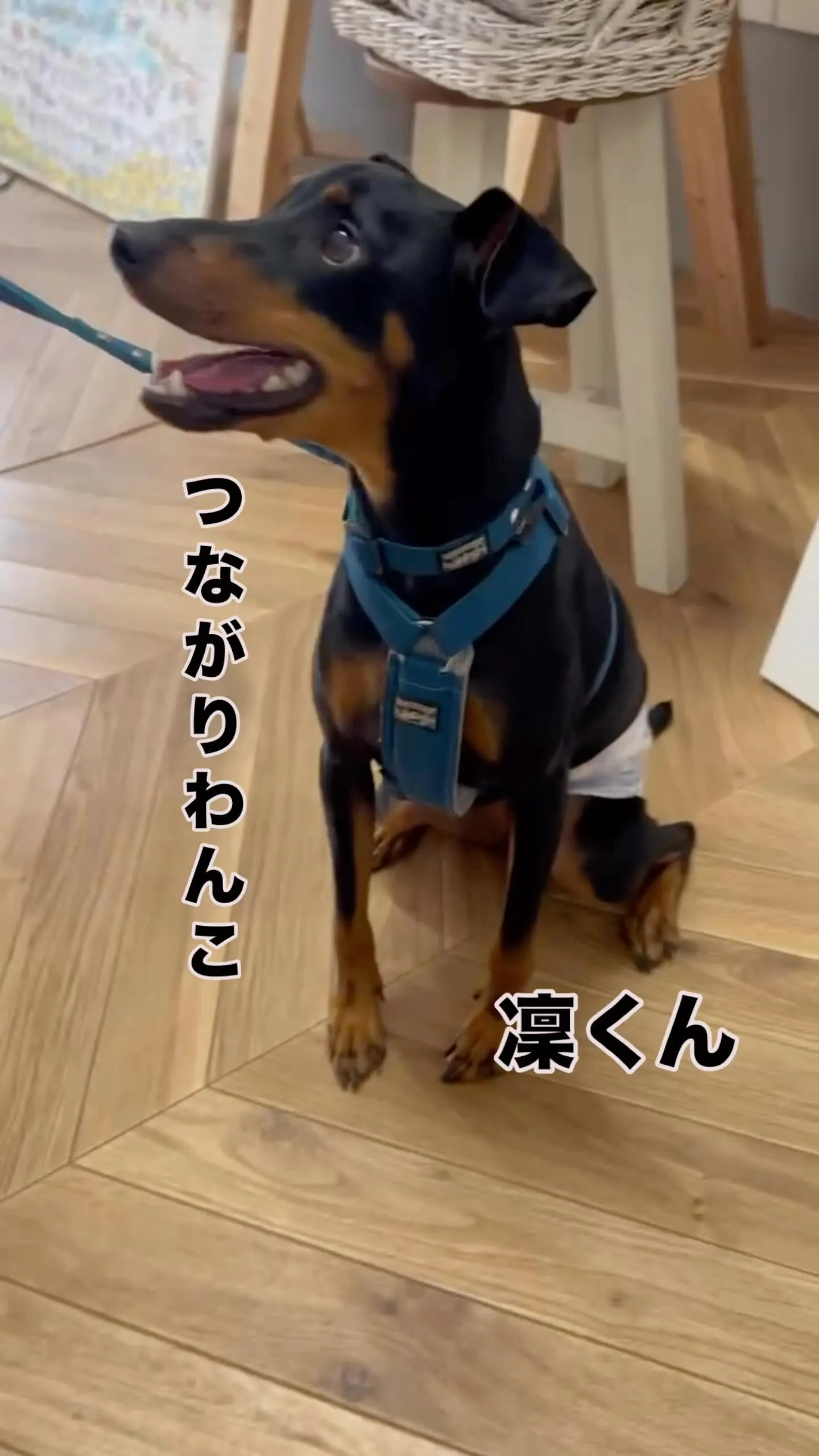 半田のプティシャンドッグフェスからふりりへ♪凜くん（ミニピン...