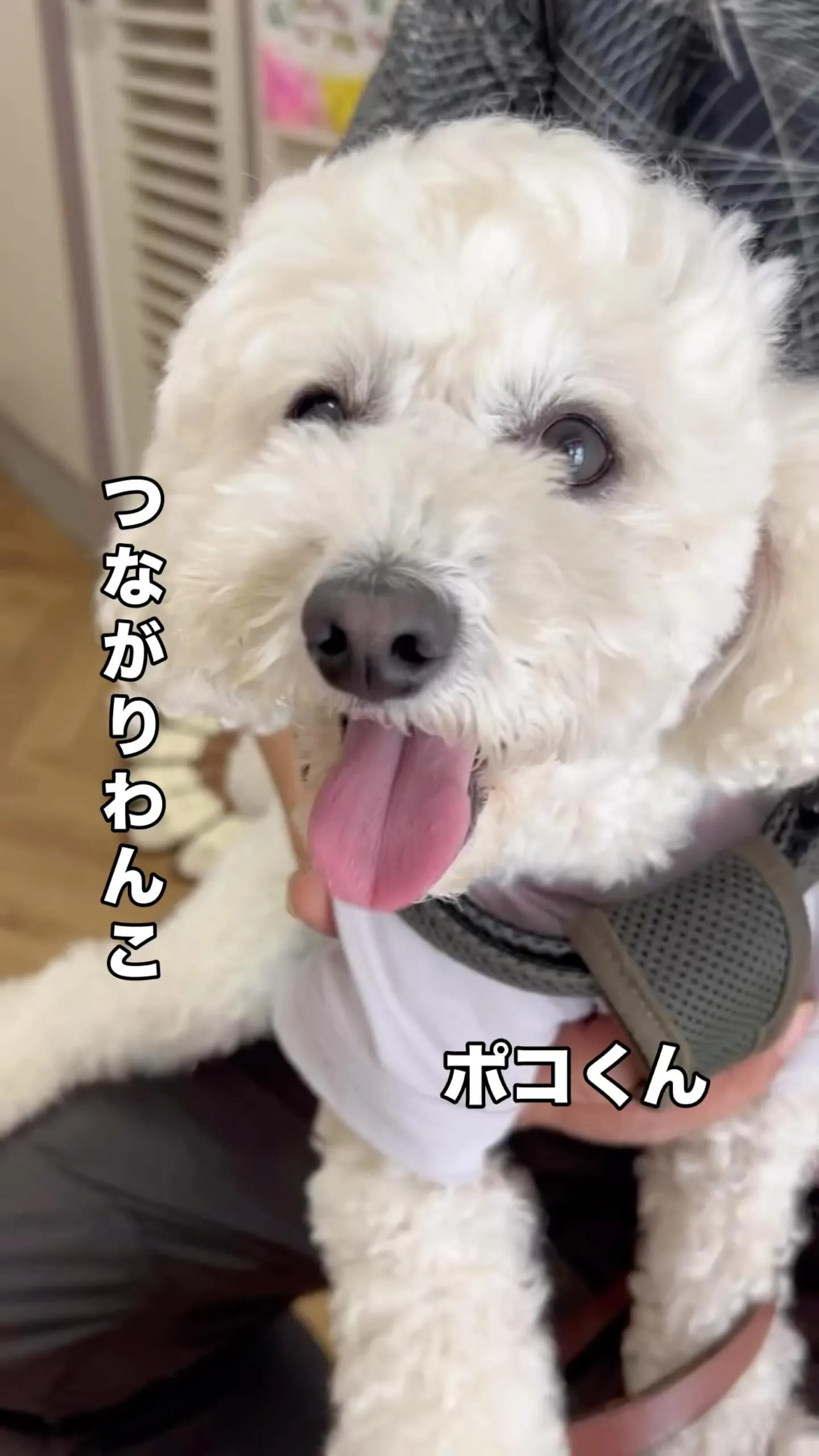 ポコくん（トイプー）大府からふりりへ♪笑顔と癒しの時間に感謝...