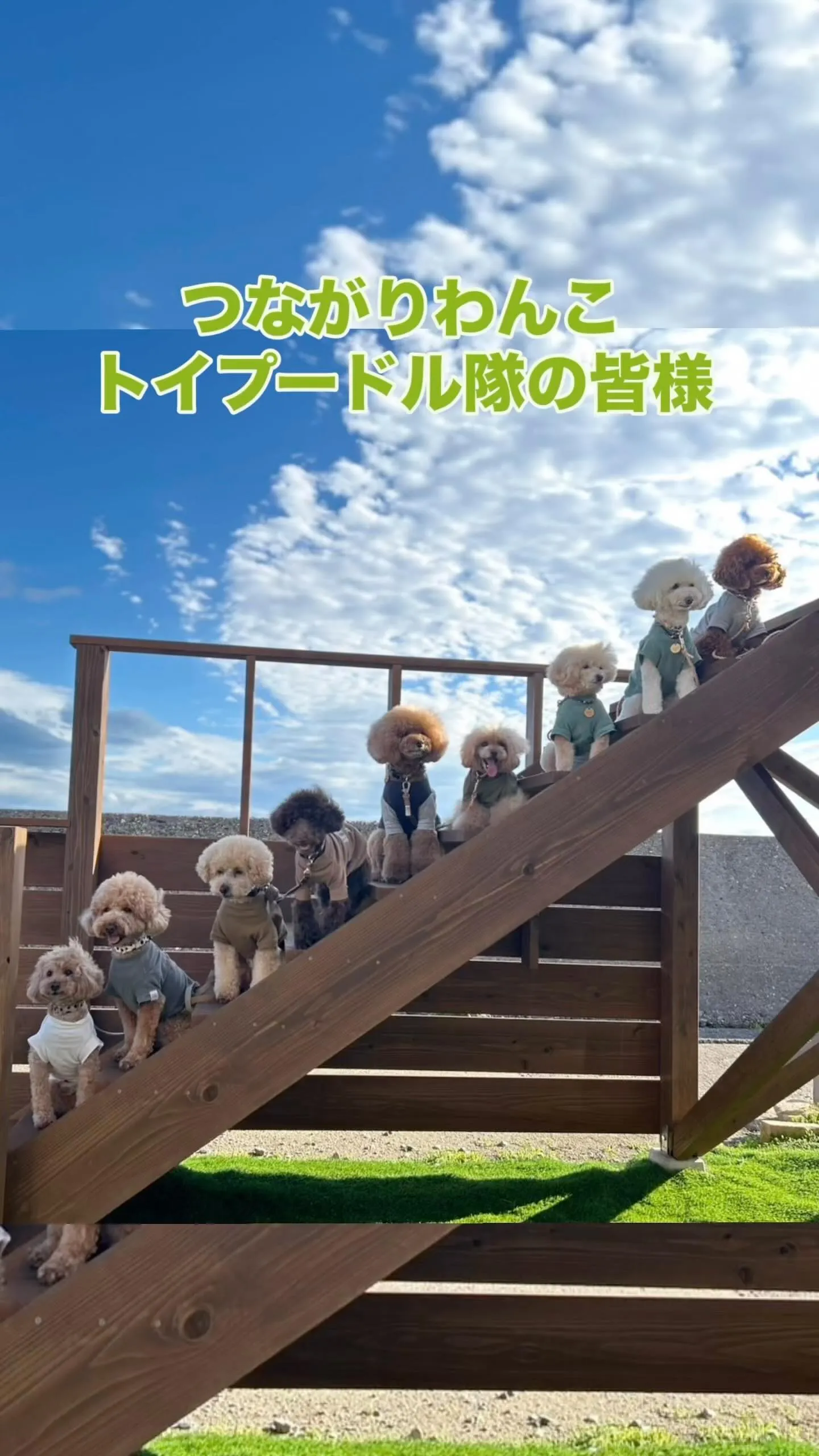 🌸 「わんぼうだいでトイプードル大集合🐾」かわいいお写真をパ...