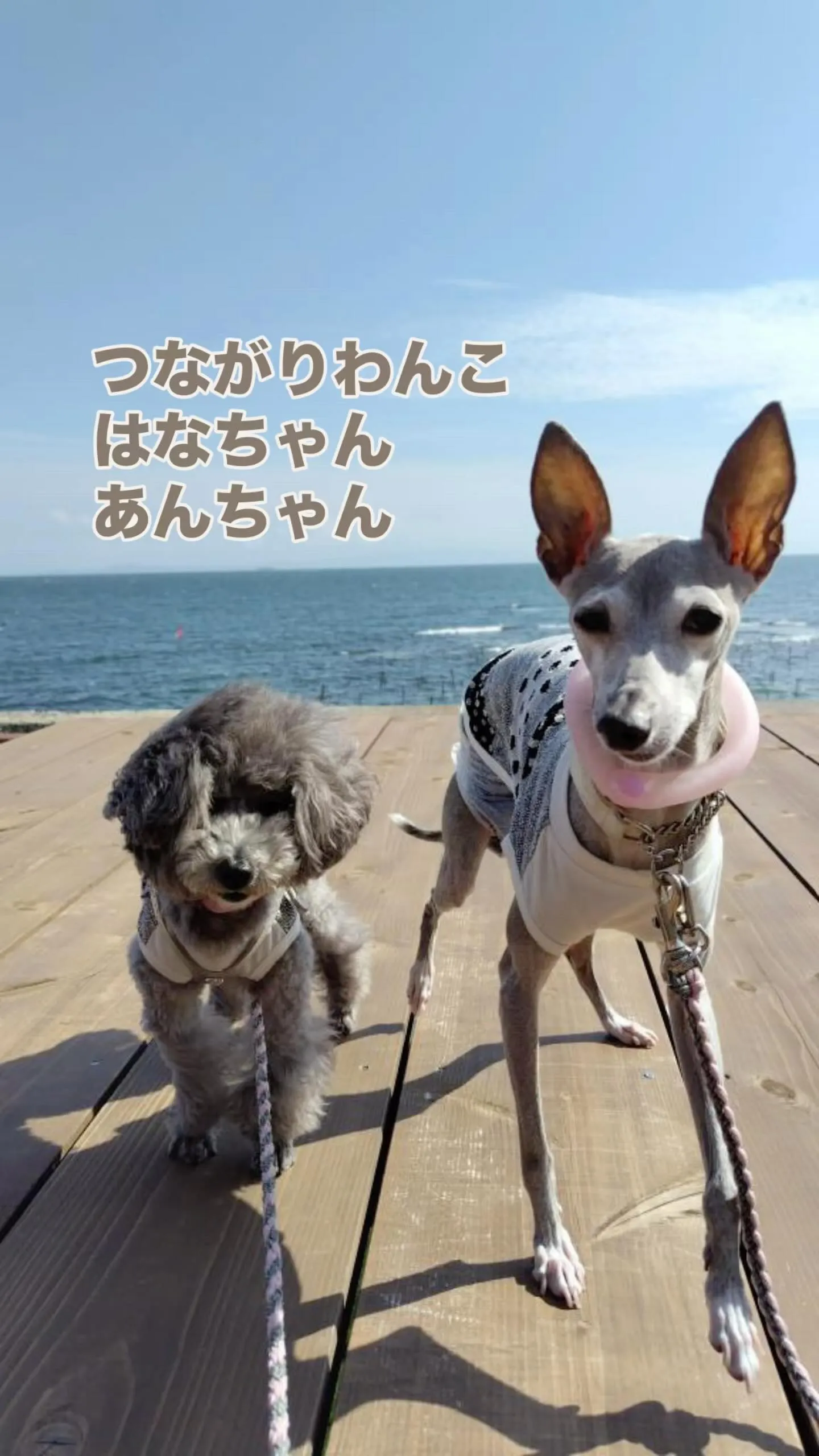 ひまわり畑の帰り道、ふりりに初来店♪はなちゃん＆あんちゃん｜...