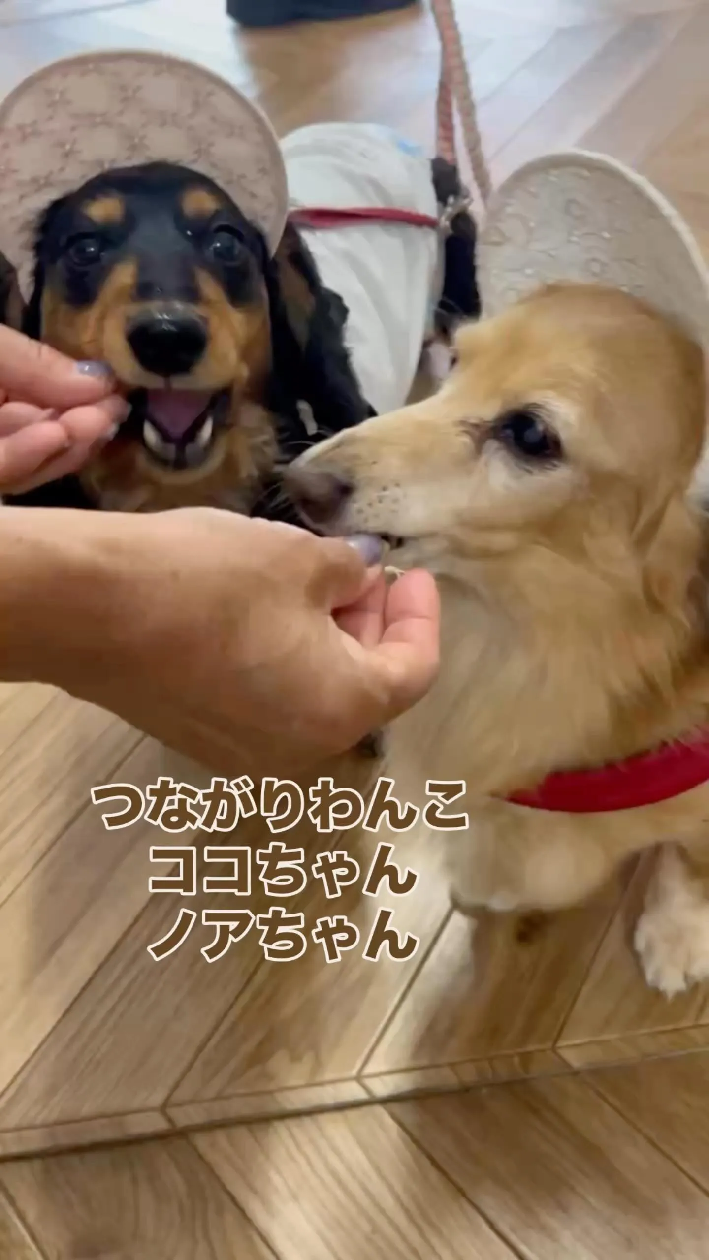 お土産に選んでくれたよココちゃん＆ノアちゃん｜愛犬も無添加お...
