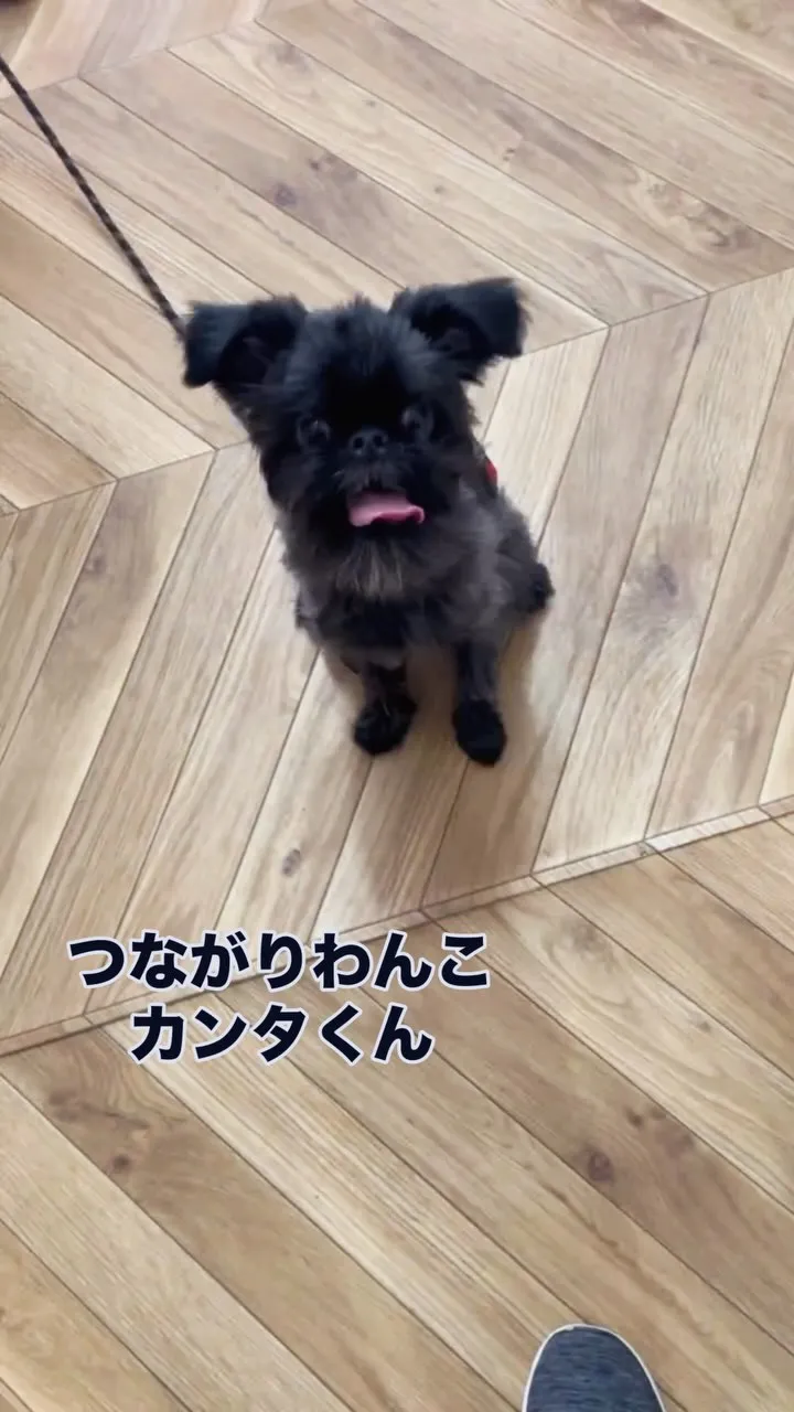 「ちょうだいちょうだい」がかわいい🩷カンタくん再来店｜愛犬も...