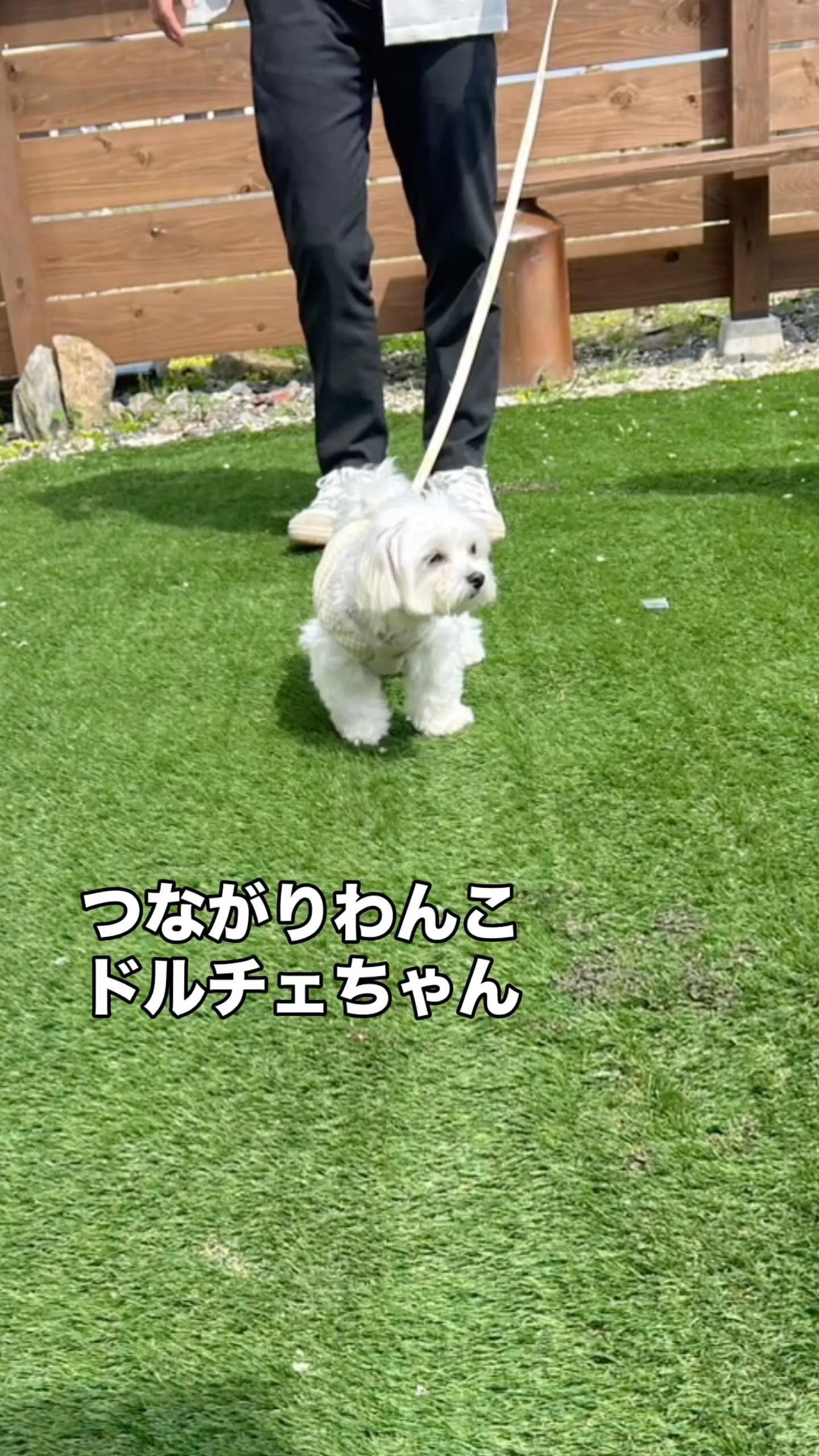 🐾 ドルチェちゃん、しらすをパクパク♪｜愛犬も無添加おせんべ...