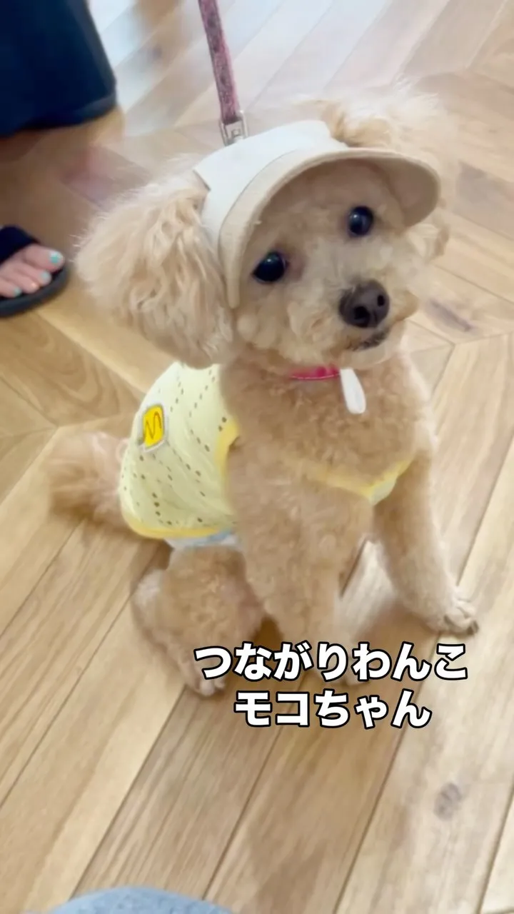 🐾 モコちゃん、かぼちゃとウコンで夏支度｜愛犬も無添加おせん...