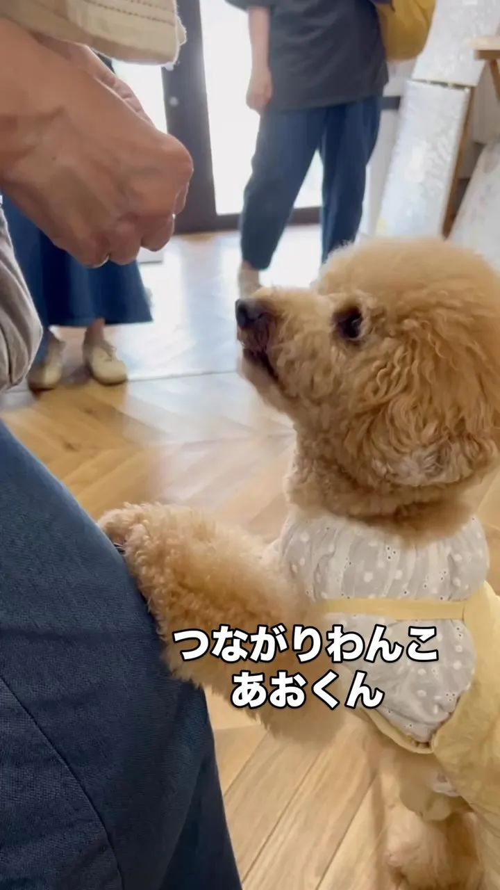 🐾 あおくん、チラ見がかわいすぎる｜つながりわんこ × 無添...