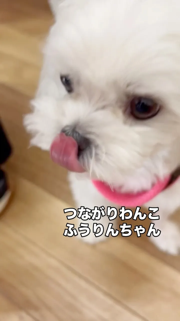 🐾 ふうりんちゃん、迷って南知多町へ｜つながりわんこ × 無...