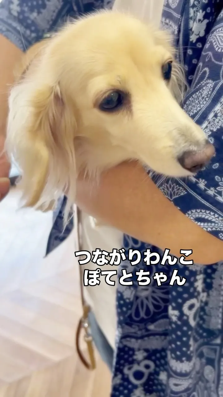 🐾 ぽてとちゃん、パパの腕の中でふりり時間｜つながりわんこ ...