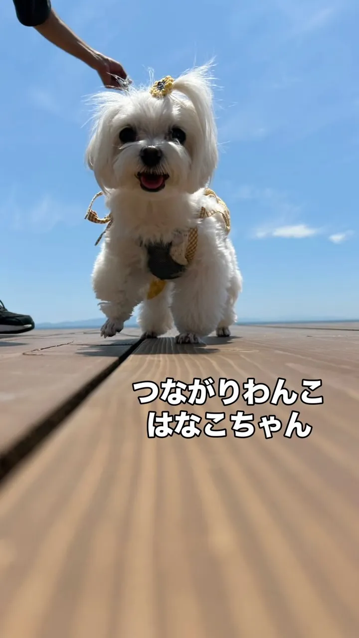 🐾 はなこちゃん、おせんべいでニッコニコ｜つながりわんこ ×...