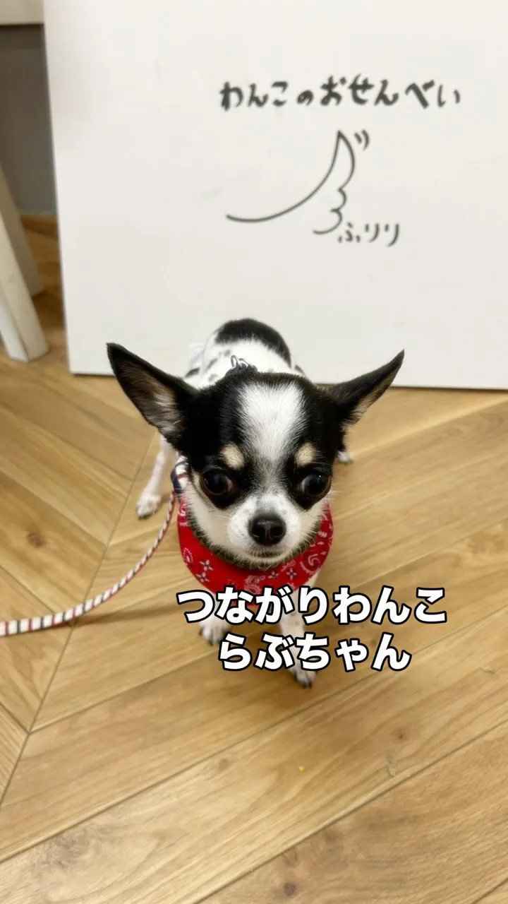 らぶちゃん、YouTubeからようこそ｜つながりわんこ × ...