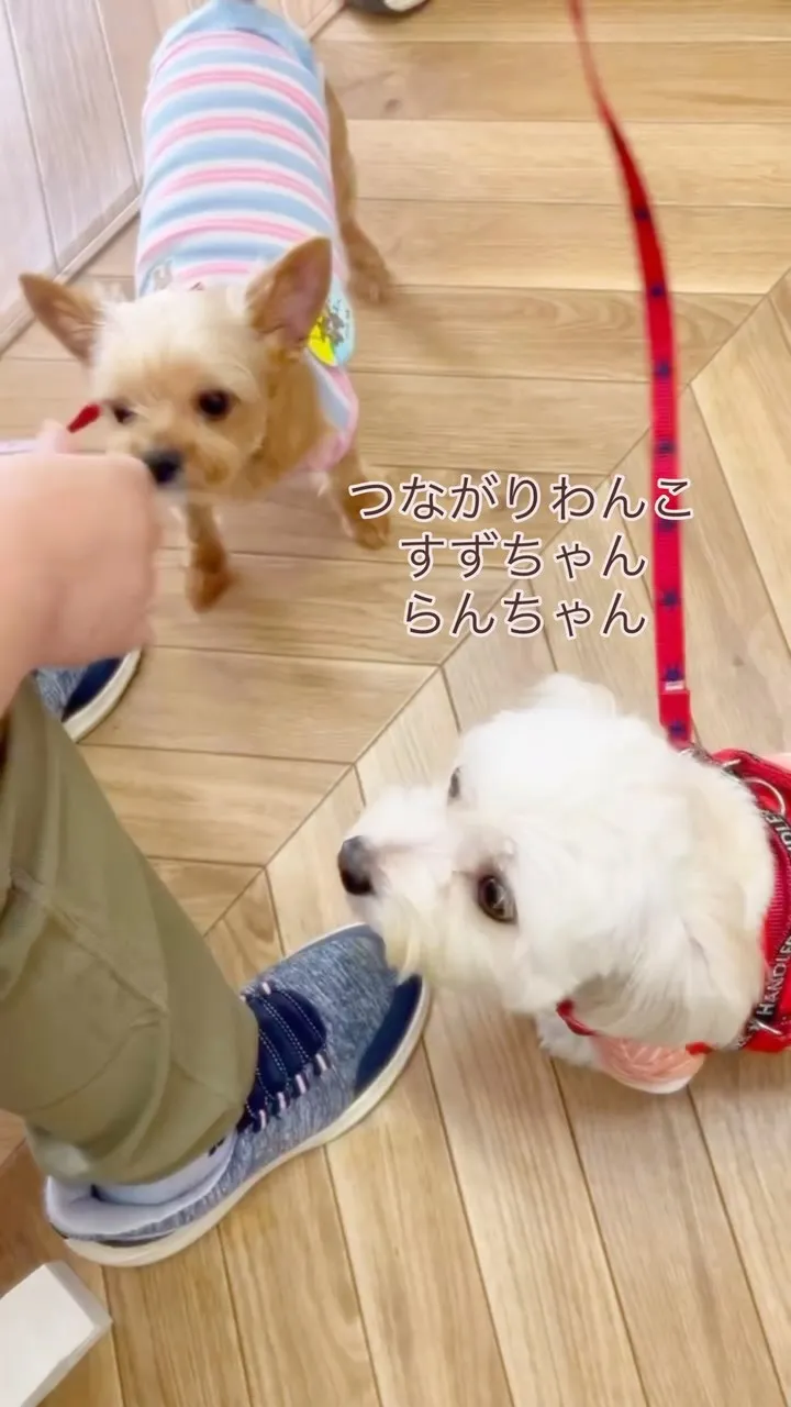 🐾 すずちゃん＆らんちゃん、今月もありがとう｜つながりわんこ...